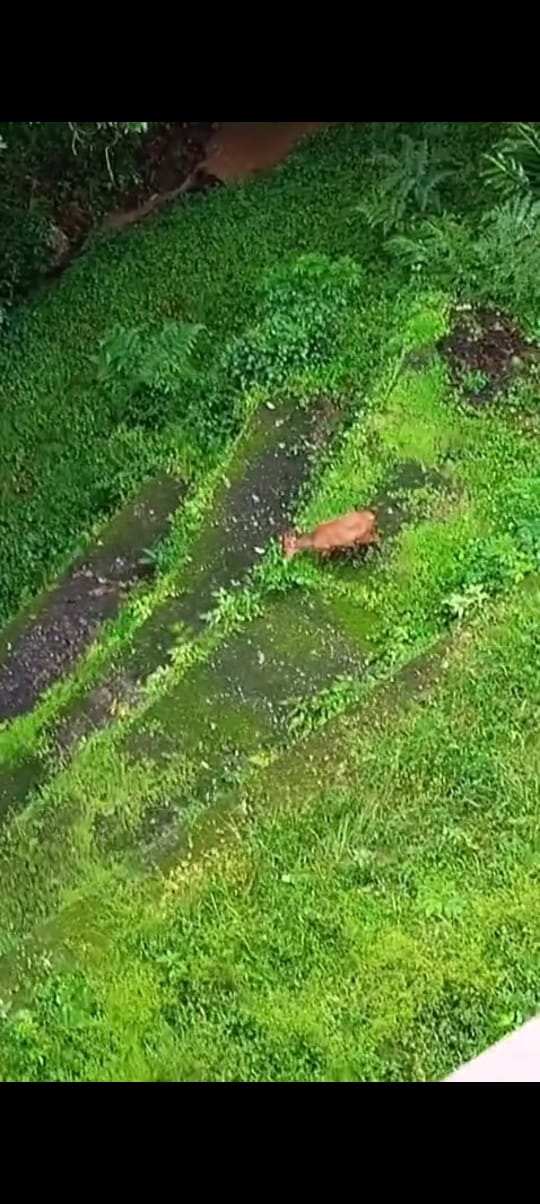 लगातार कई दिनों से मायावती के जंगल में गूंज रही है ‘बंगाल टाइगर’ की गर्जना