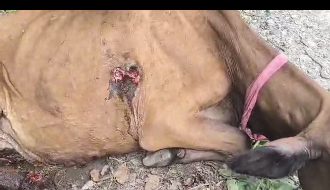 मजपीपल शिवपुराण समापन के बाद पंचेश्वर गंगा स्नान जाते समय घायल मिली गाय भारत गिरी तपकेश्वर महाराज ने की प्रशासन से सख़्त कार्रवाई की अपील