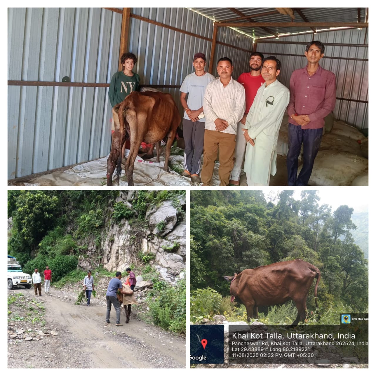 पीएसआर उत्तर ध्वनि न्यूज की पहल पर लाचार गौ माता को मिली नई जिंदगी