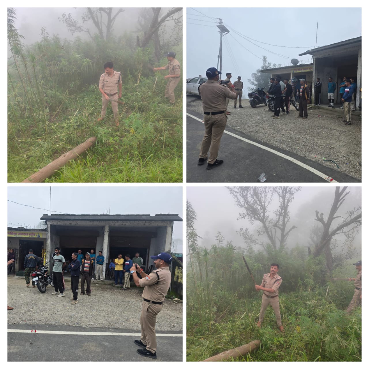 जनपद चंपावत : पुलिस ने 01 नाली भूमि पर की जा रही अवैध भांग की खेती को किया नष्ट
