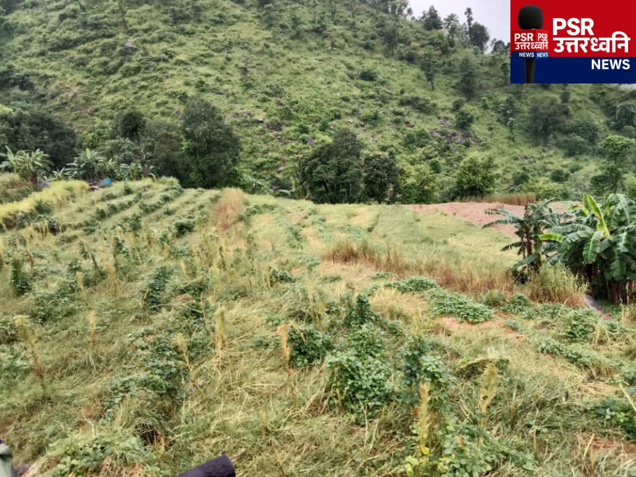 भारत-नेपाल सीमा पर फसल चौपट: बारिश और जंगली जानवरों ने मारा डंक, ग्रामीण बोले &amp;amp;amp;ndash; हमें चाहिए मुआवजा और तारबाड़